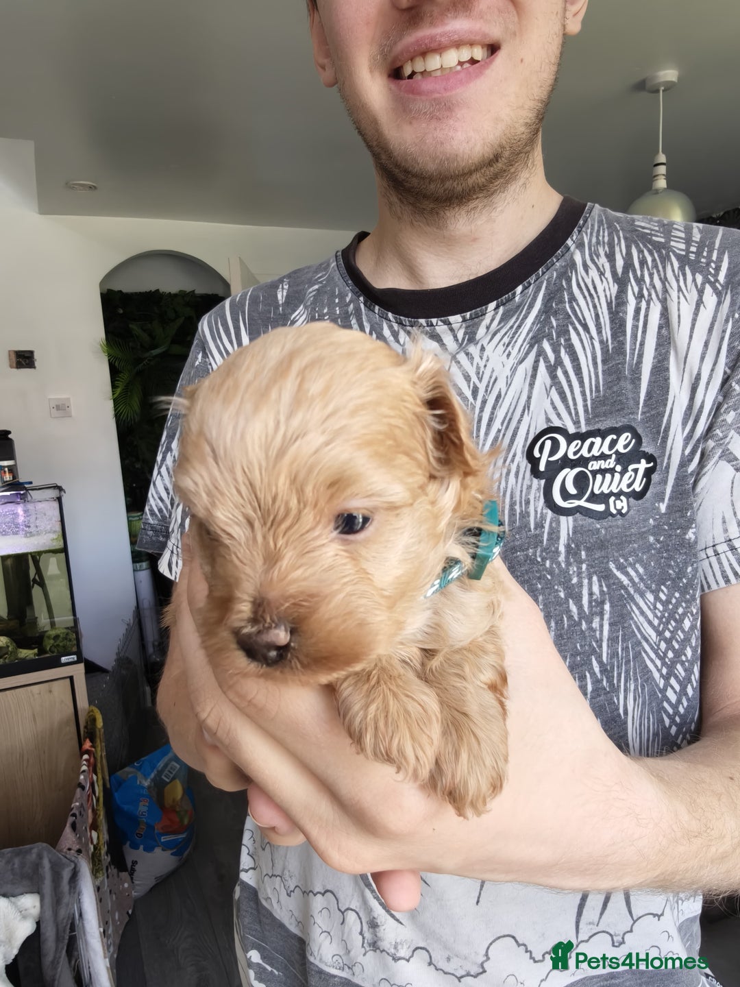 Maltipoo dogs for sale: F1B Toy Maltipoo  - Image 19