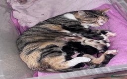 Mixed Breed cats for sale: Beautiful tabby’s  - Advert 8