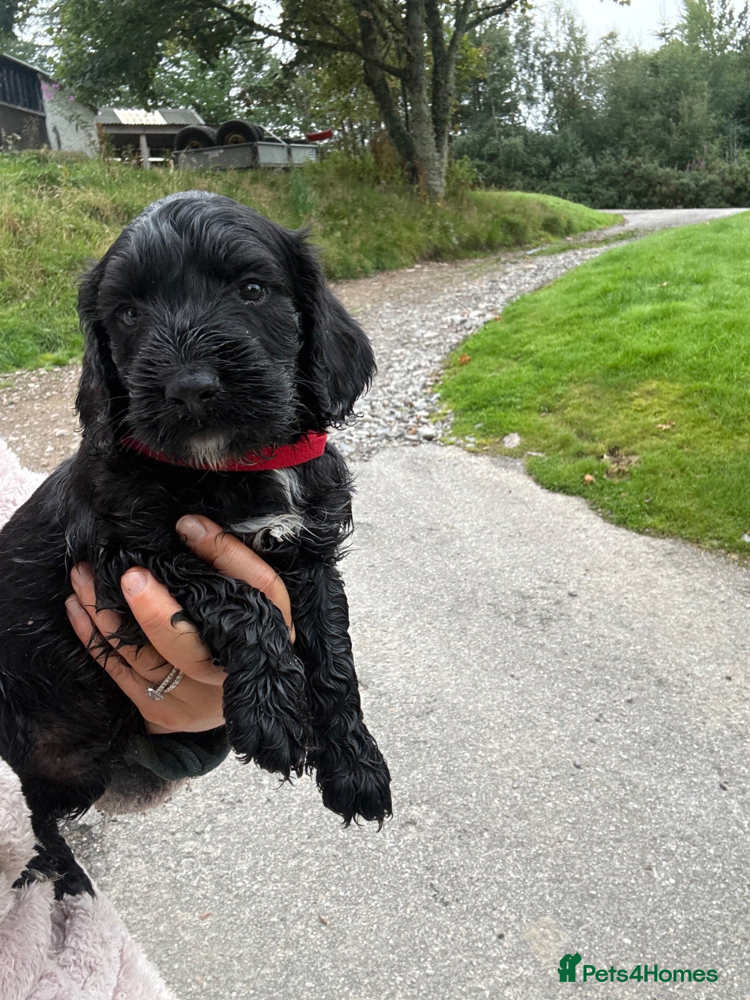 Mixed Breed dogs Cockapoo x Sprocker pups - Advert 1