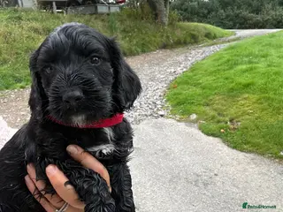 Mixed Breed dogs Cockapoo x Sprocker pups - Advert 1