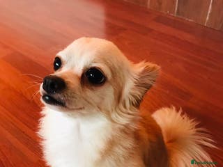 Chihuahua dogs Luke is looking for a girlfriend - Advert 6