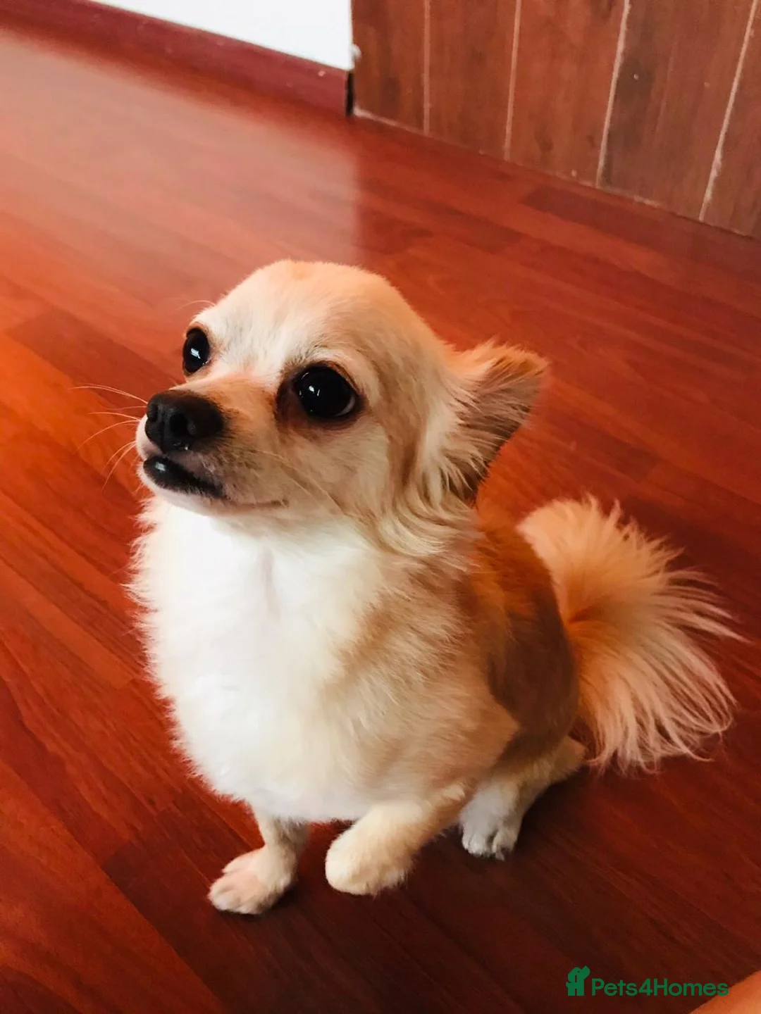 Chihuahua dogs for stud: Luke is looking for a girlfriend  - Advert 1