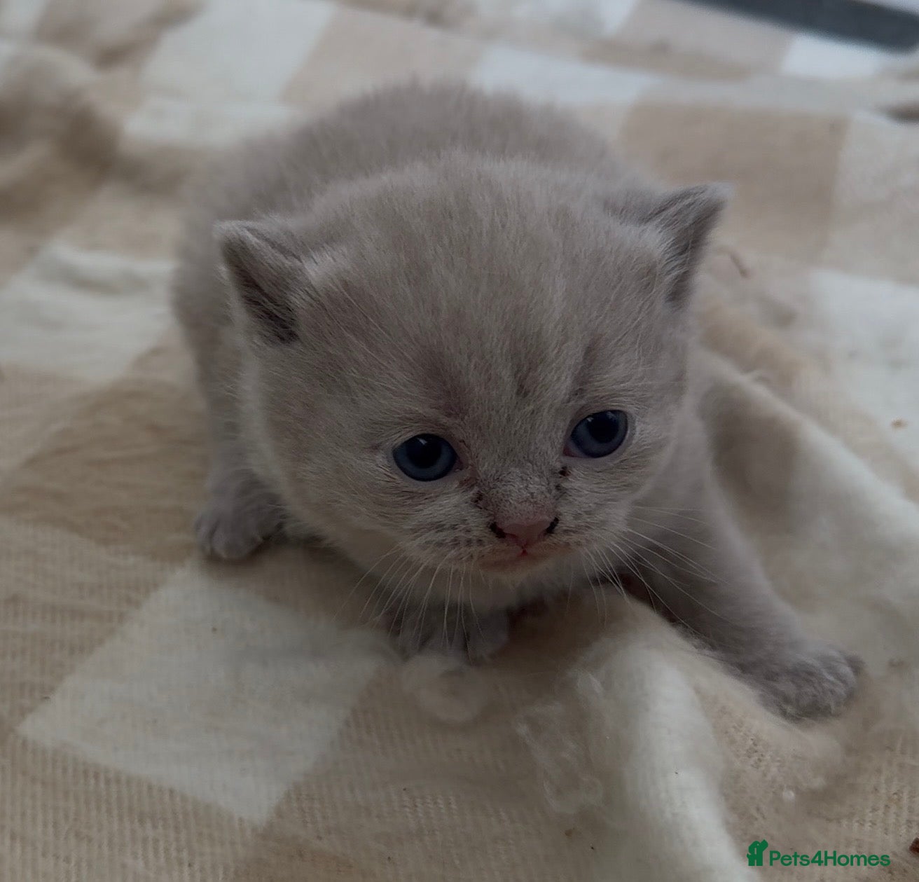 Scottish Fold cats Beautiful scottishfold/Scottish straight kittens🥰 - Advert 2