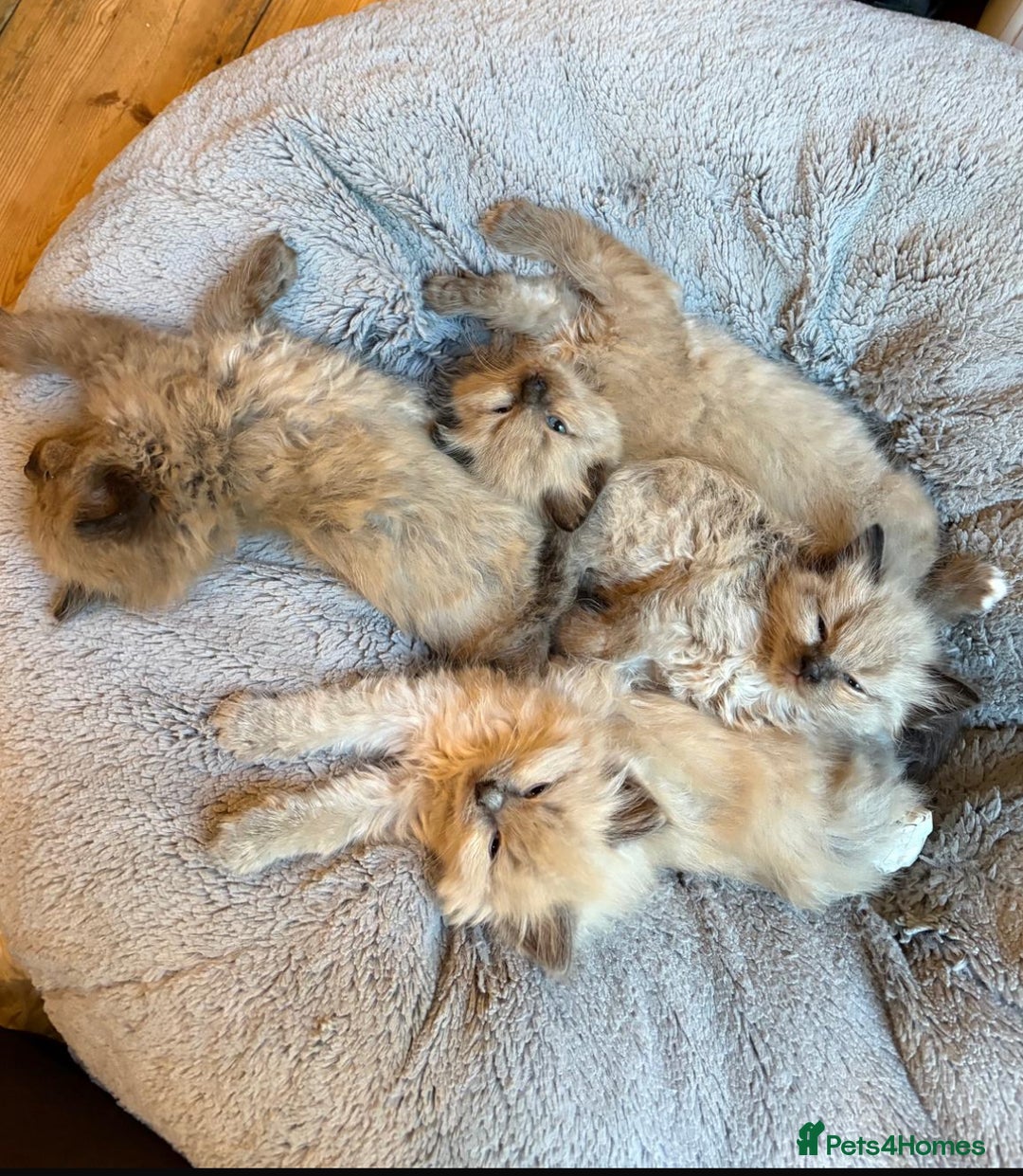 Ragdoll cats for sale: Pedigree Mink Ragdoll kittens  - Image 2