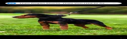 Lakeland Terrier dogs for stud: Working lakeland terrier  - Advert 1