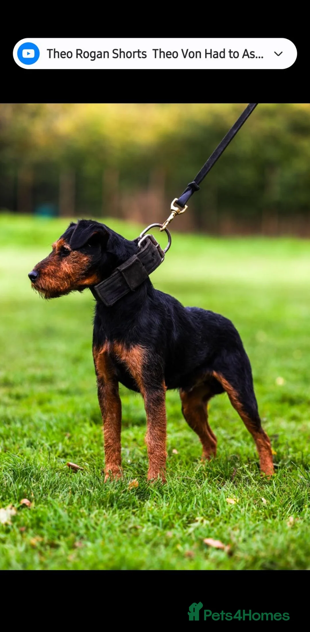 Lakeland Terrier dogs for stud: Working lakeland terrier  - Advert 1