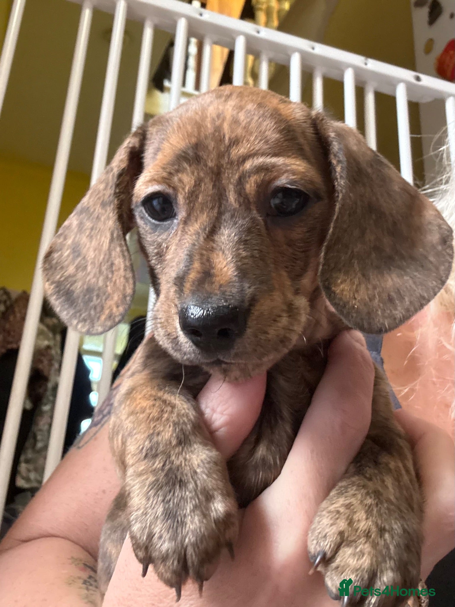 Miniature Dachshund dogs Ready now litter of brindle miniature Dachshunds - Advert 1