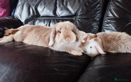 Mini Lop rabbits for sale: Mini lop boys and girls available. - Image 1