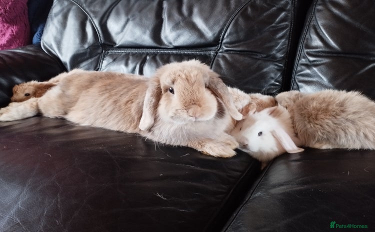 Mini Lop rabbits - Advert 5