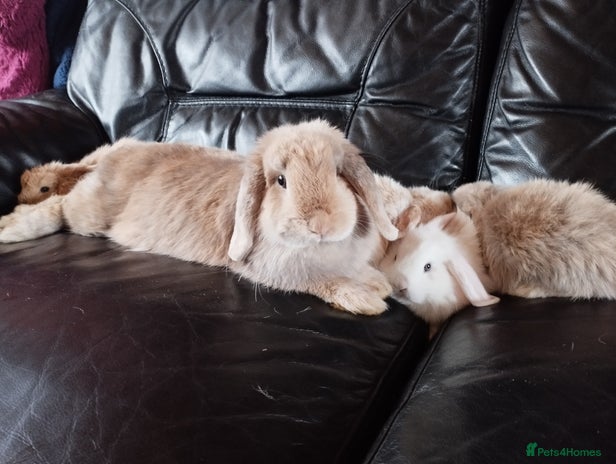 Mini Lop rabbits - Advert 15