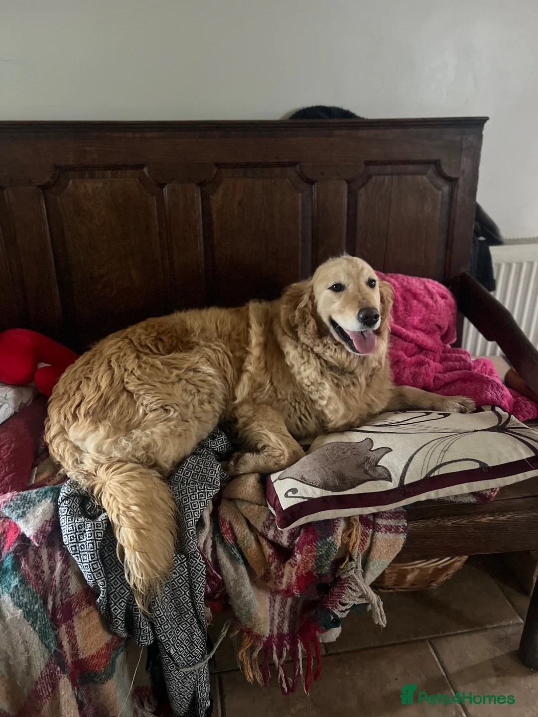 Golden Retriever dogs for sale: Beautiful golden retriever. Forever home wanted. - Advert 2