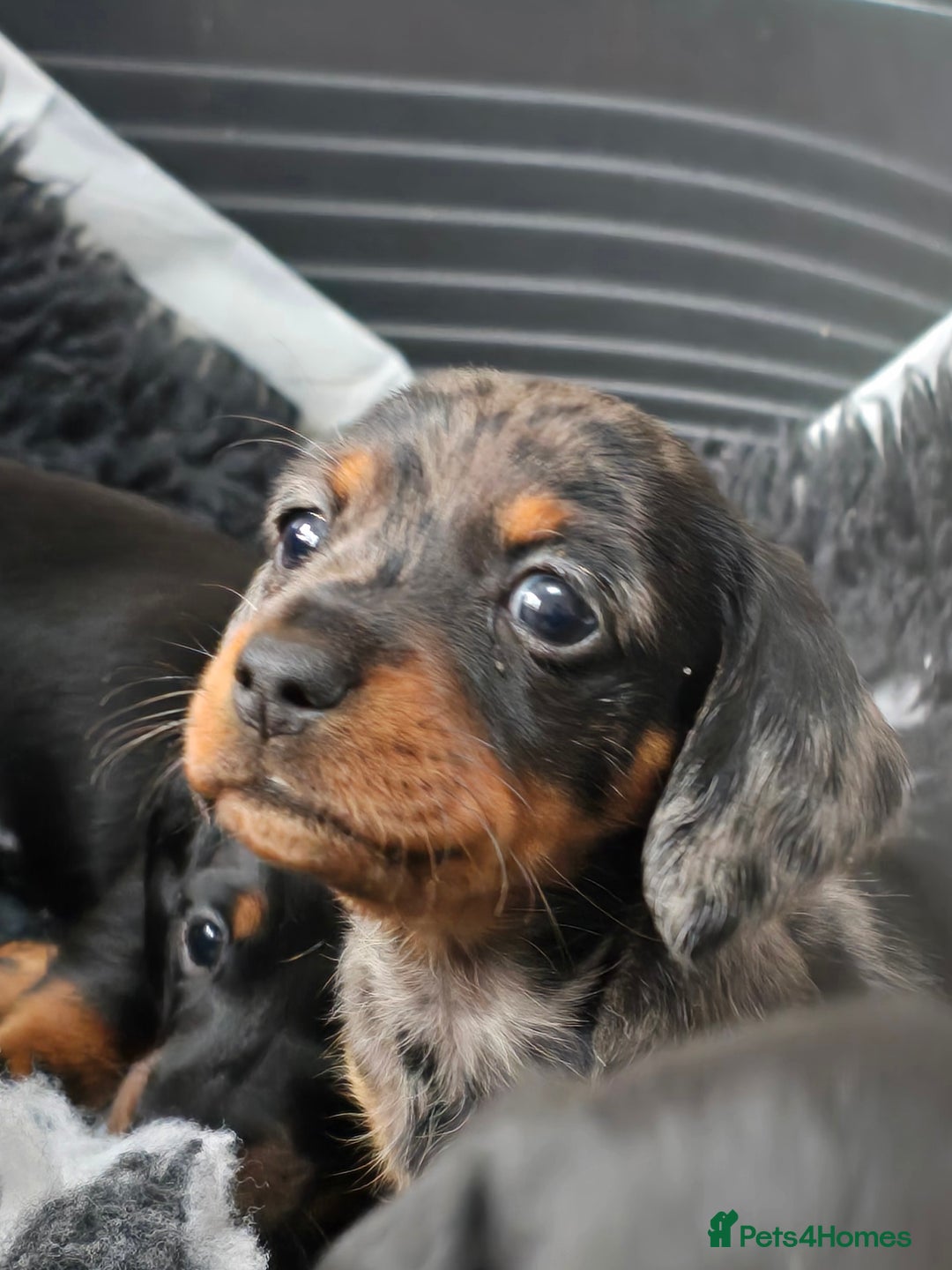 Miniature Dachshund dogs for sale: KC Miniature Dachshund Pups  - Image 26