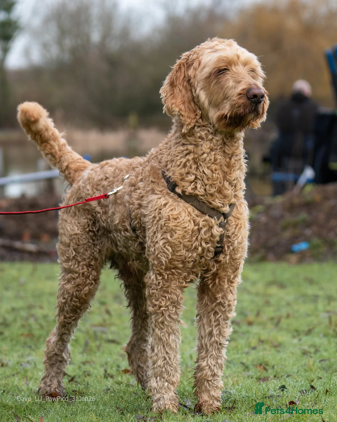 Goldendoodle dogs for adoption: Dave looking for his loving forever home  - Advert 8