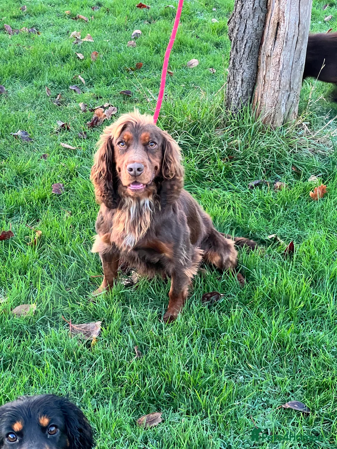 Cocker Spaniel dogs for stud: FTCH bred KC proven working cocker spaniel in Middlewich - Advert 7