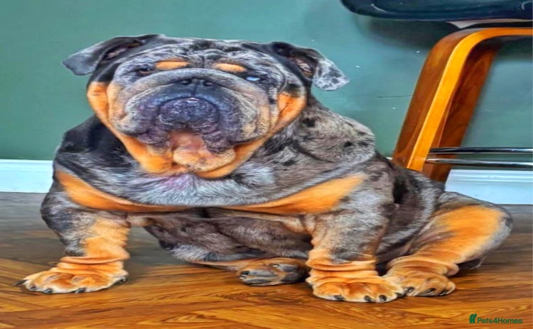 English Bulldog dogs - Advert 1