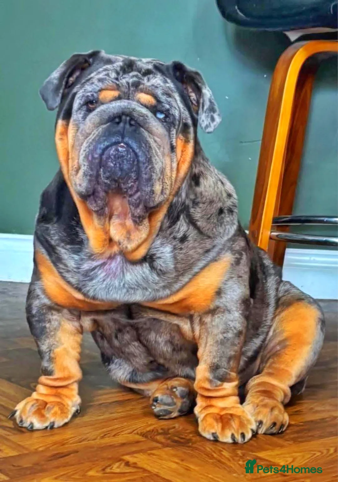 English Bulldog dogs for stud: Bugzy - Advert 5