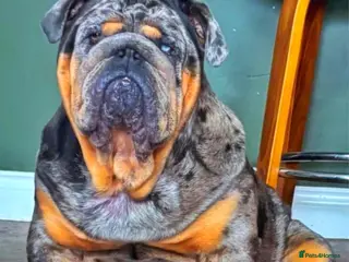 English Bulldog dogs Bugzy - Advert 7