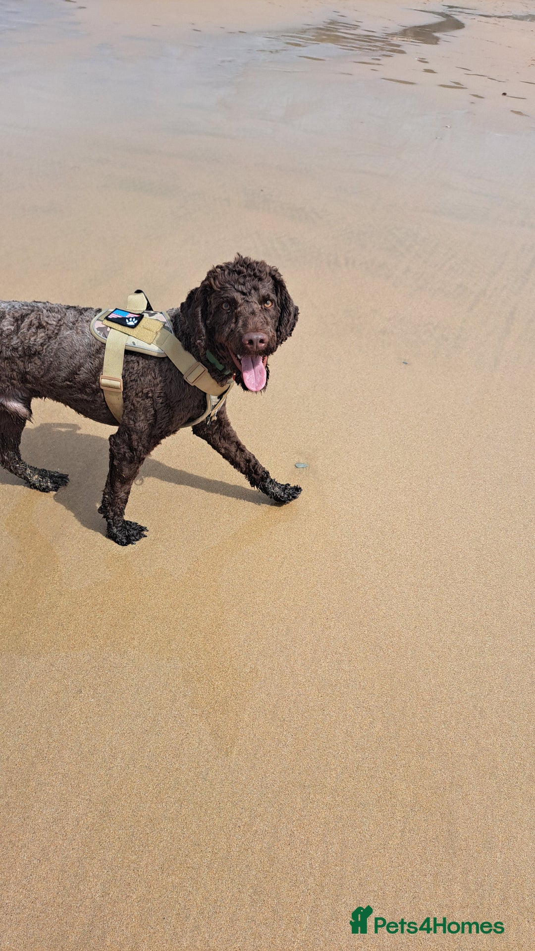 Mixed Breed dogs for sale: Springer-doodle for rehome - Advert 3