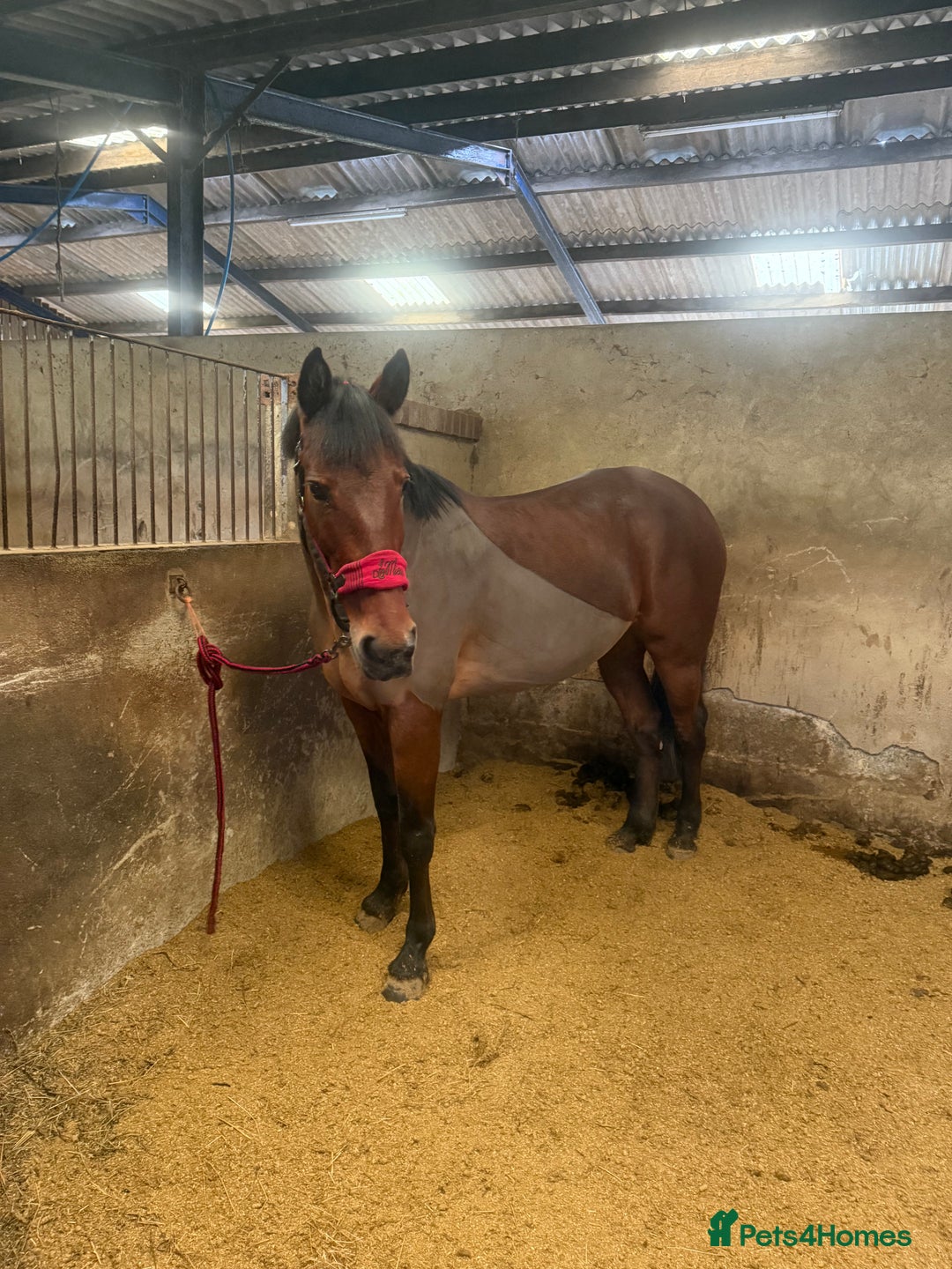 Other Breed horses for sale: Looking for companion home/broodmare - Advert 1