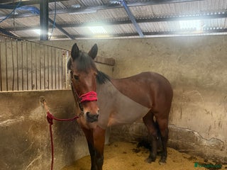 Other Breed horses Looking for companion home/broodmare - Advert 1