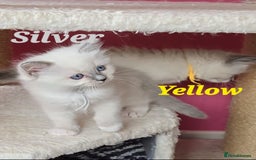 Ragdoll cats for sale: Pure Ragdoll Kittens (Mitted) - Image 11