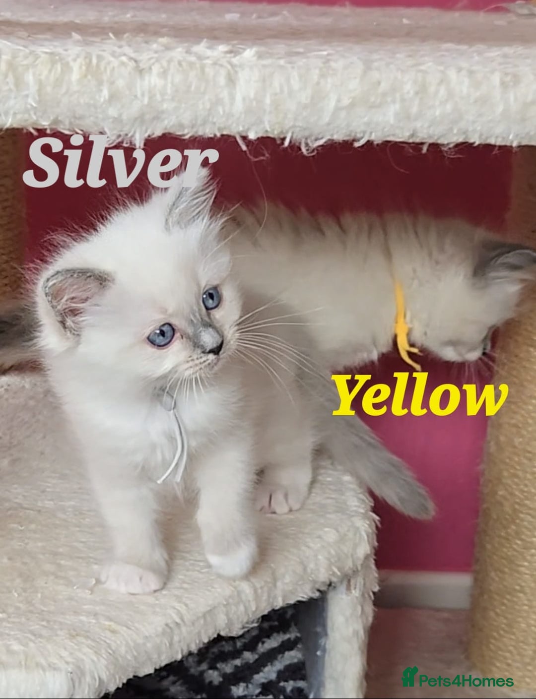 Ragdoll cats for sale: Pure Ragdoll Kittens (Mitted) - Image 11