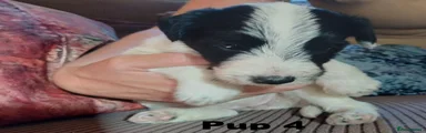 Lurcher 4