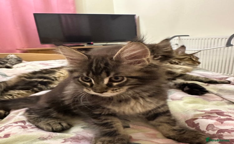 Maine Coon cats - Advert 4