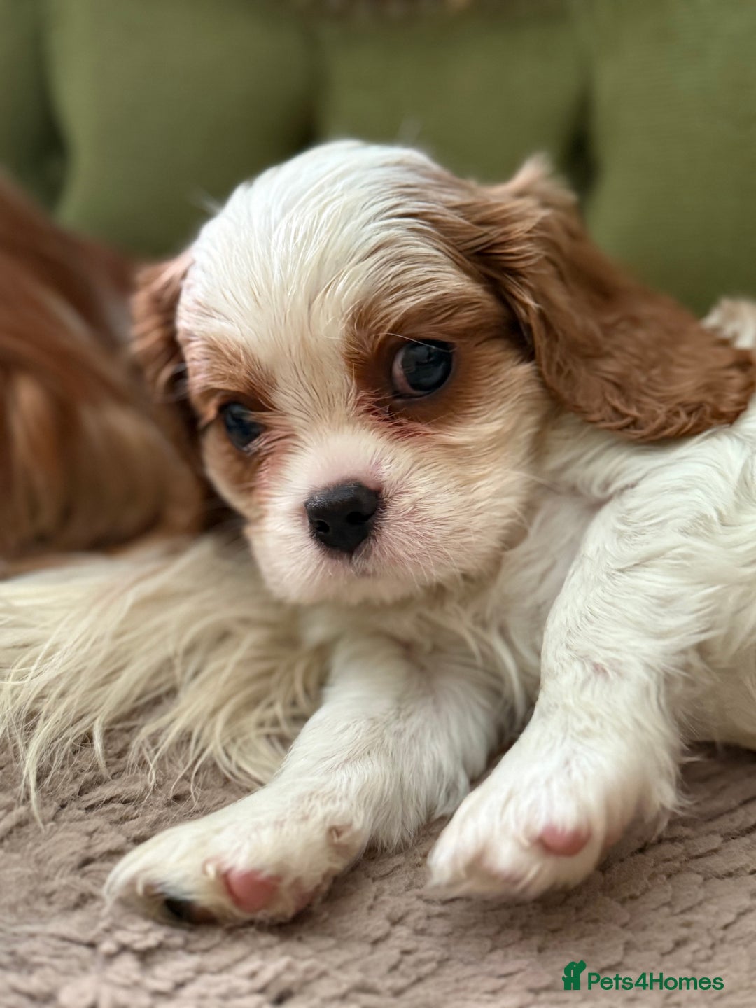 Cavalier King Charles Spaniel dogs for sale: Gorgeous boy 👑true King Charles👑 Cavalier - Image 3
