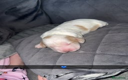 Cocker Spaniel dogs for sale: 7 beautiful cocker spaniel puppies 🩷💙 - Advert 5