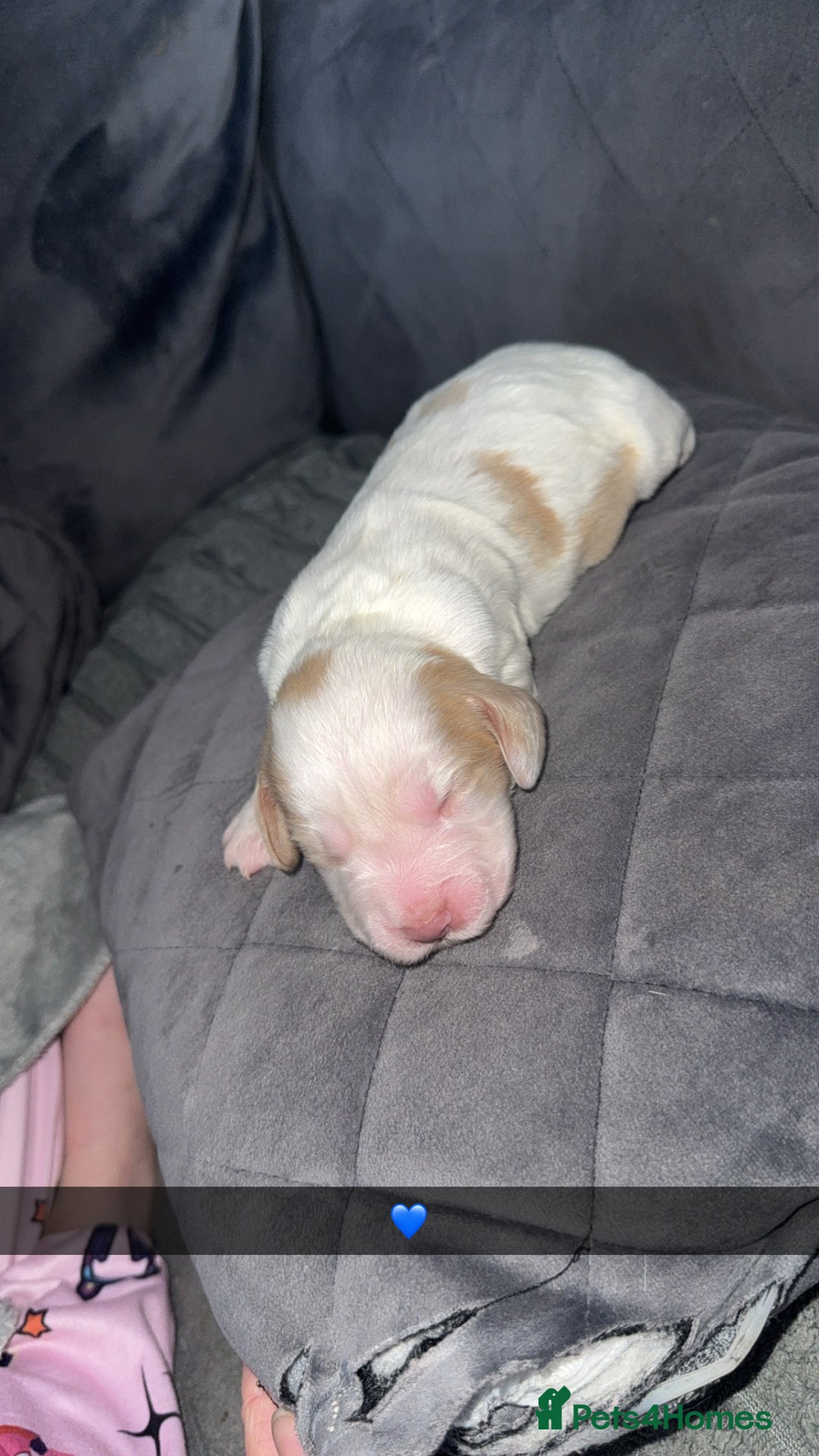 Cocker Spaniel dogs for sale: 7 beautiful cocker spaniel puppies 🩷💙 - Advert 5