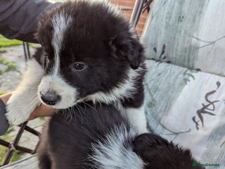 Border Collie dogs - Advert 5