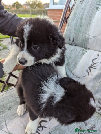 Border Collie dogs - Advert 1