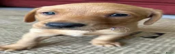 Labrador Retriever dogs for sale: Fox Red Labrador Puppies - Advert 4