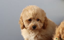 Cavapoo dogs for sale: F1 Cavapoo puppies for sale FULLY VACCINATED - Advert 32