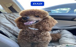 Cavapoo dogs for sale: Extensively Health Tested Red Cavapoo Puppies - Image 7