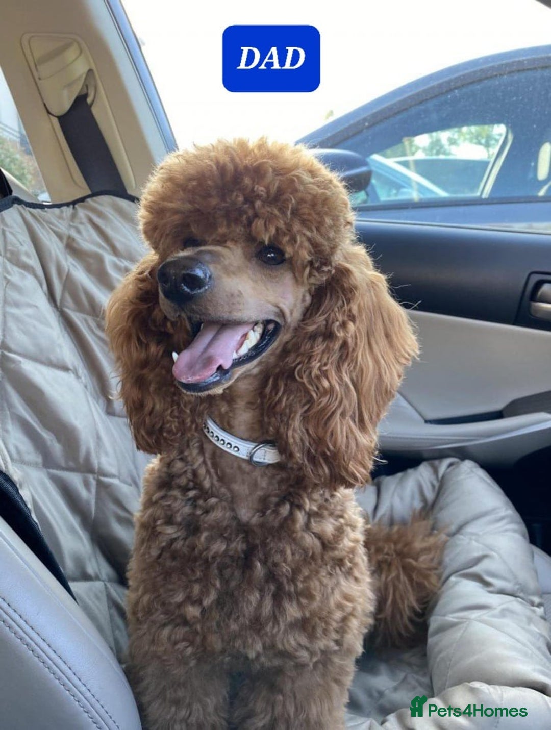 Cavapoo dogs for sale: Extensively Health Tested Red Cavapoo Puppies - Image 7