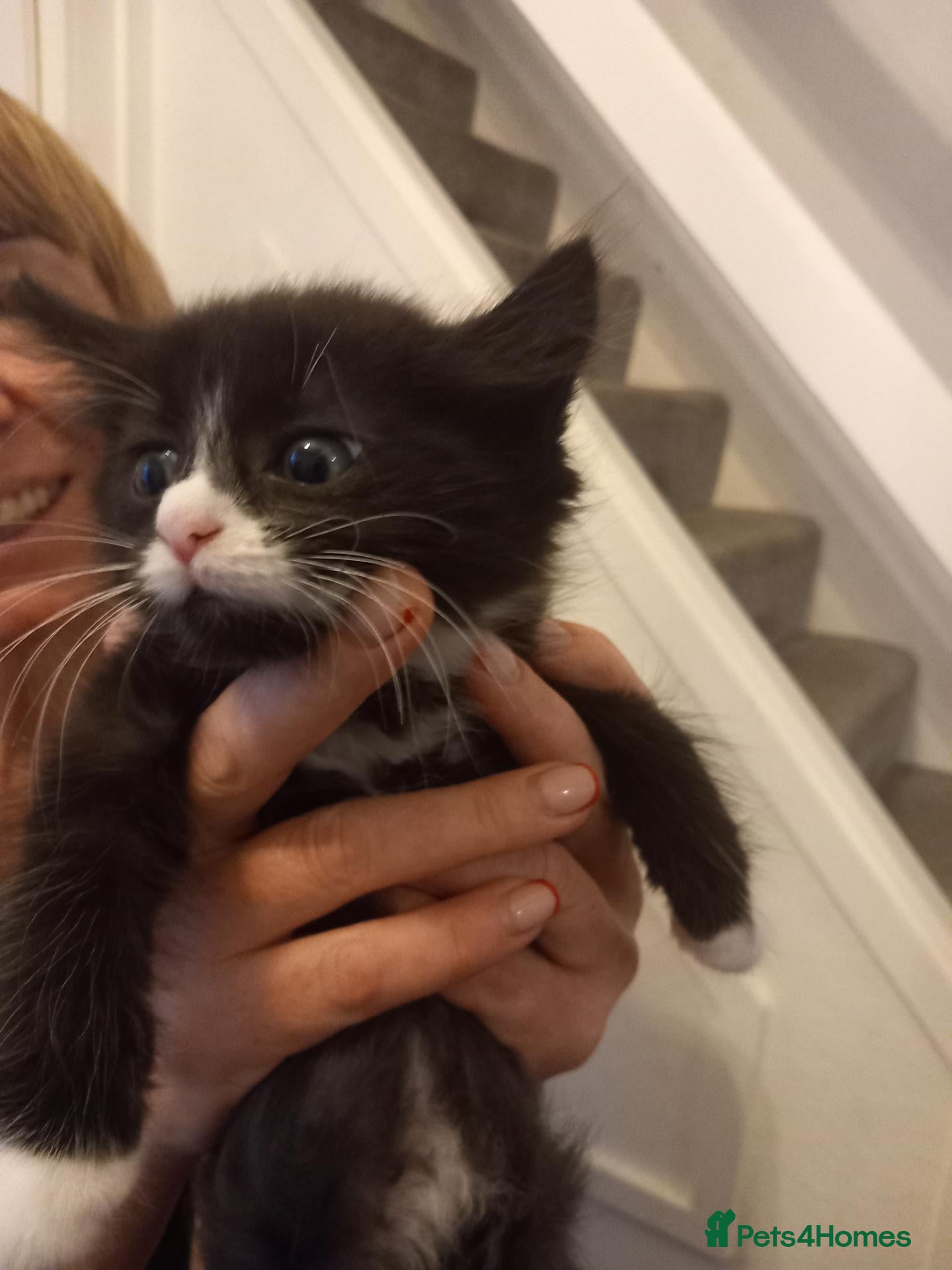 Domestic Shorthair cats Amazing kittens  - Advert 2