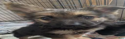 Mixed Breed dogs for sale: German shepherd x Belgium shepherd puppies  - Advert 3