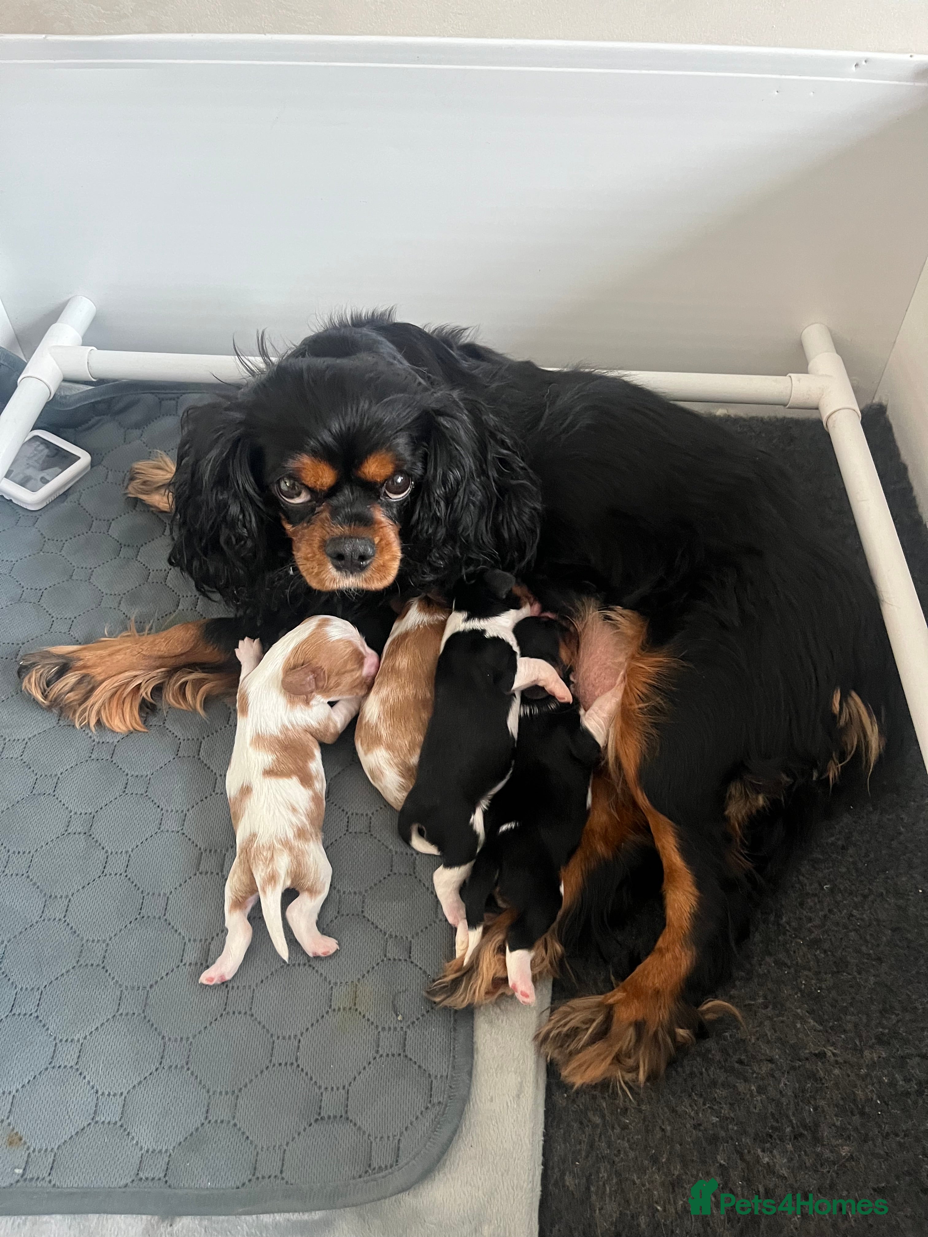 Cavalier King Charles Spaniel dogs Beautiful KC Registered Cavalier King Charles Pups - Advert 5