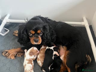 Cavalier King Charles Spaniel dogs Beautiful KC Registered Cavalier King Charles Pups - Advert 6
