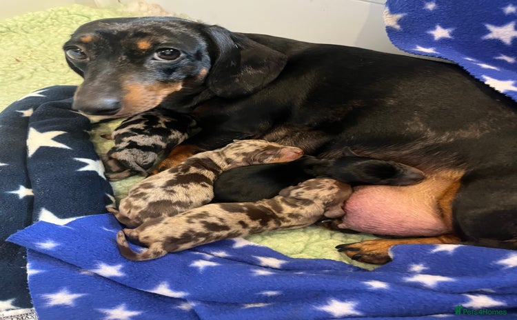 Miniature Dachshund dogs - Advert 10