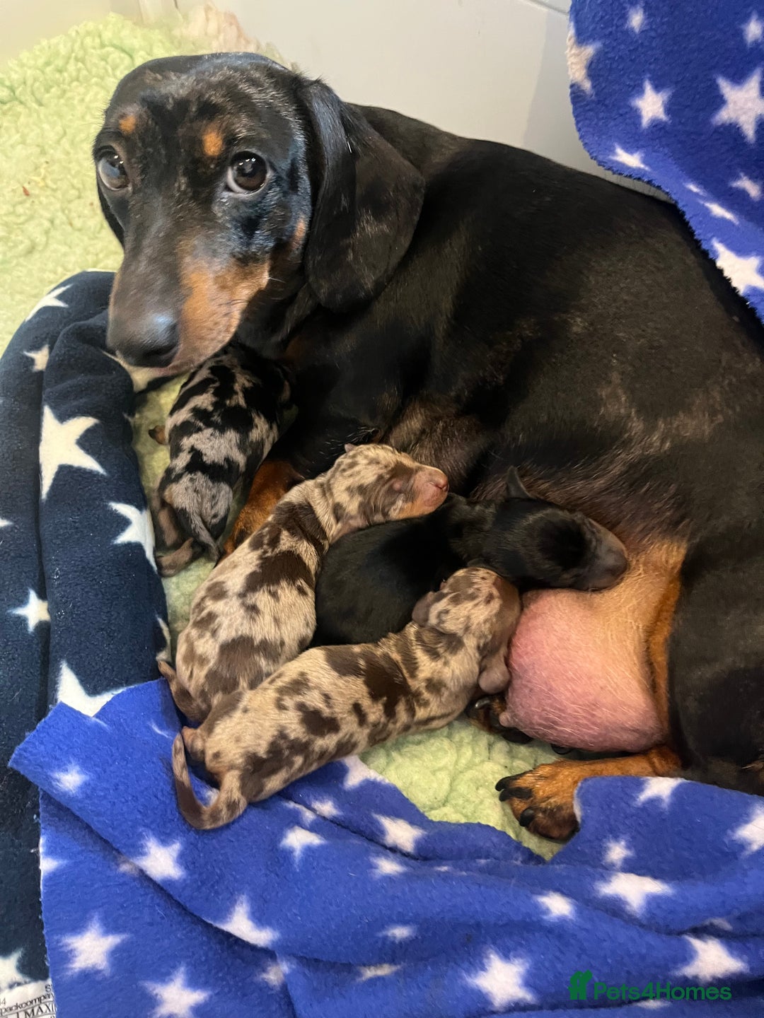 Miniature Dachshund dogs for sale: Absolutely stunning, very healthy dapple dachshund - Image 1