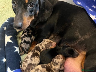 Miniature Dachshund dogs - Advert 11