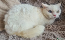 Munchkin cats for sale: Stunning Munchkin in London - Image 3
