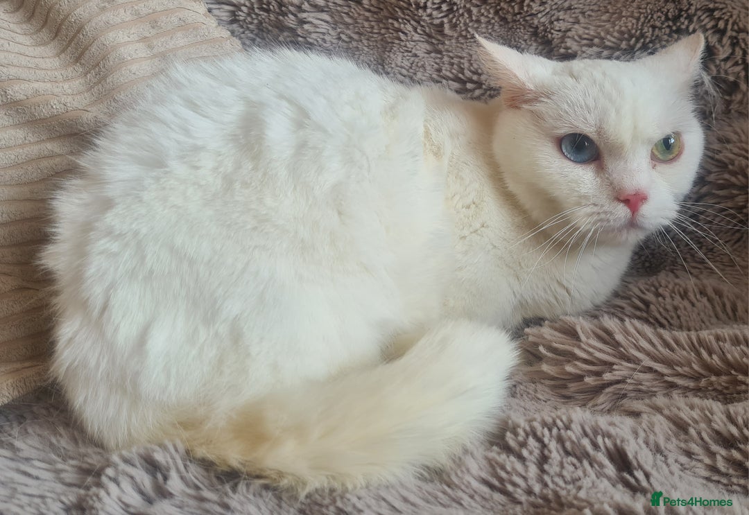 Munchkin cats for sale: Stunning Munchkin in London - Image 3