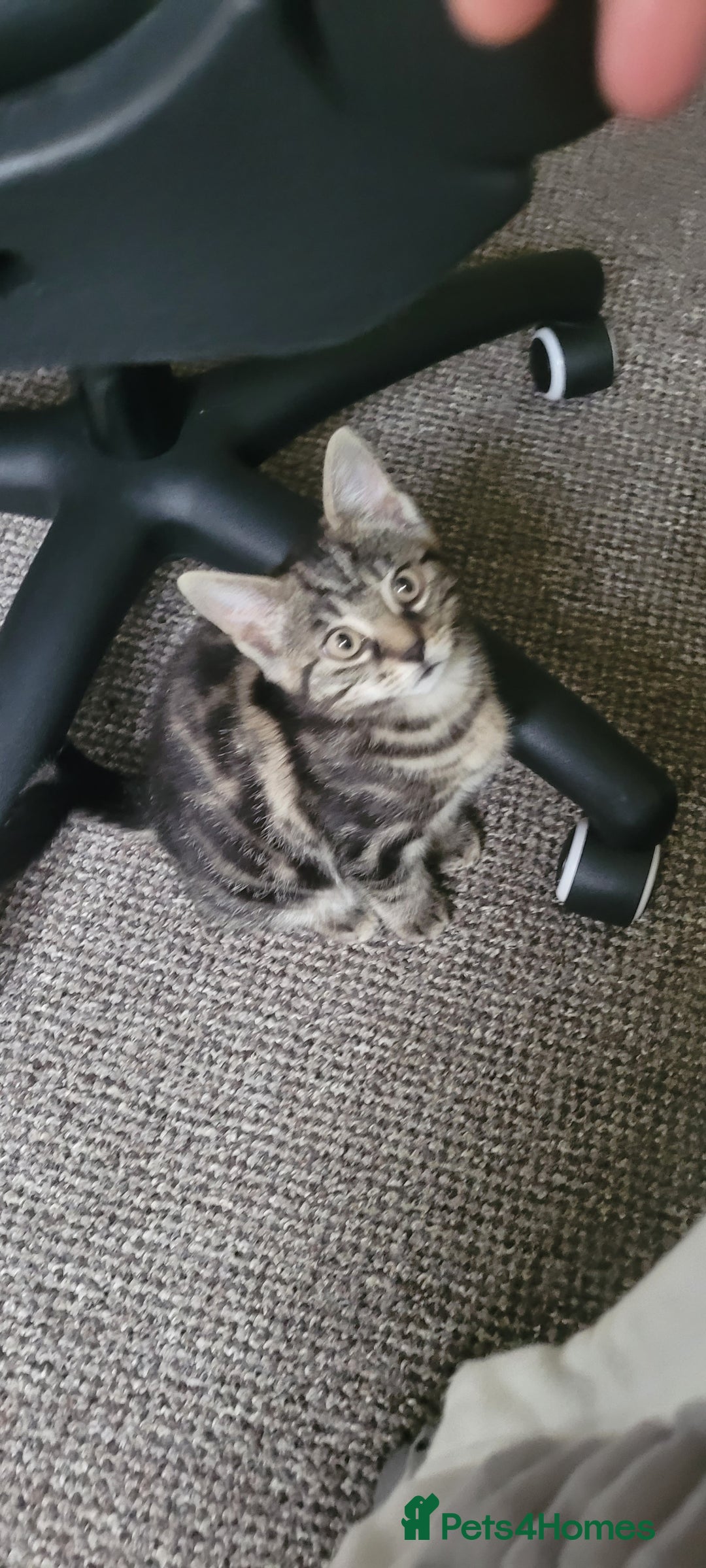 Domestic Shorthair cats for sale: Boy and girl adorable playful kittenns - Advert 8