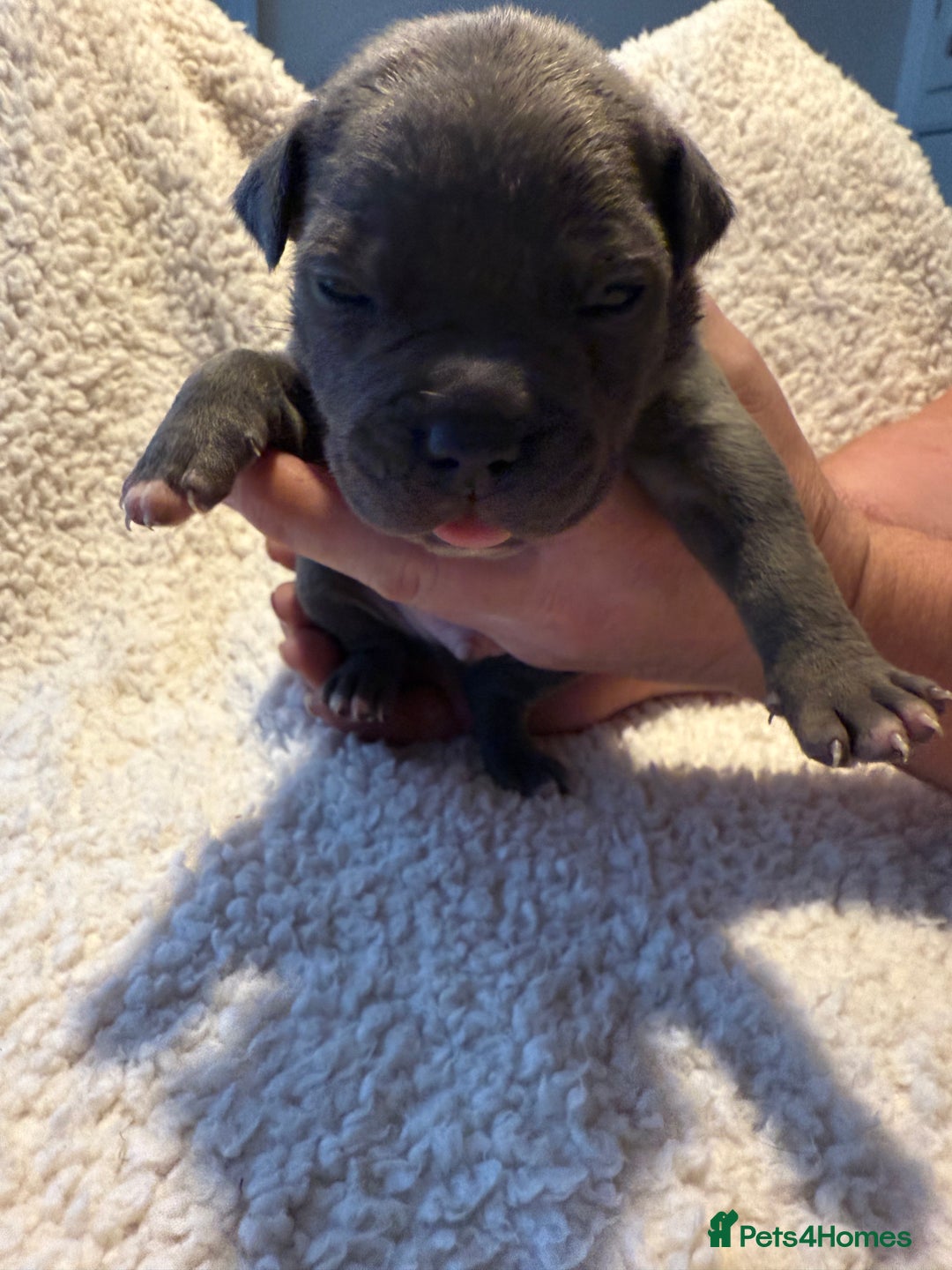 Mixed Breed dogs for sale: Beautiful chunky staffy/pocket bully pups - Advert 5