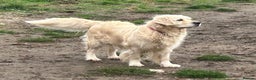 Golden Retriever dogs for sale: KC REG CREAM PUPS HEALTH TESTED PARENTS  - Advert 6
