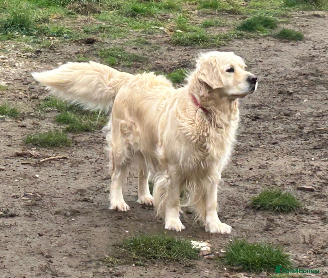 Golden Retriever dogs for sale: KC REG CREAM PUPS HEALTH TESTED PARENTS  - Advert 6
